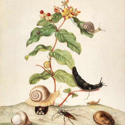 Image: Maria Sibylla Merian "Hypericum baxiferum, with several snails and a beetle", 1695, watercolour on vellum, No. 1146C